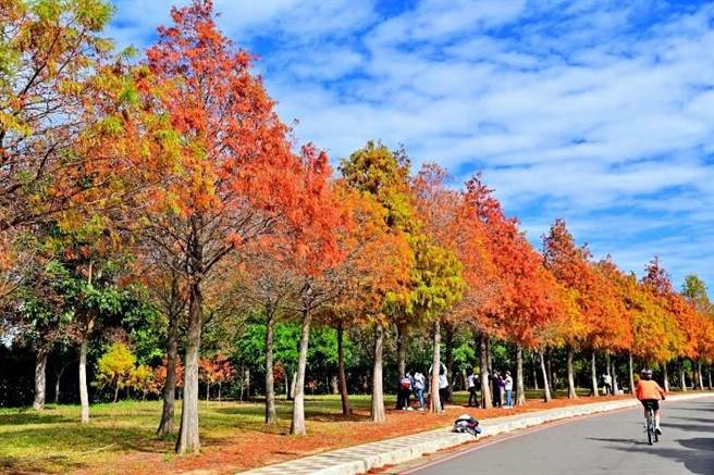 麗寶樂園後方落羽松大道綿延1.6公里長，近千株落羽松佇立，彷彿置身北歐森林。（台中市觀旅局提供／王文吉台中傳真）