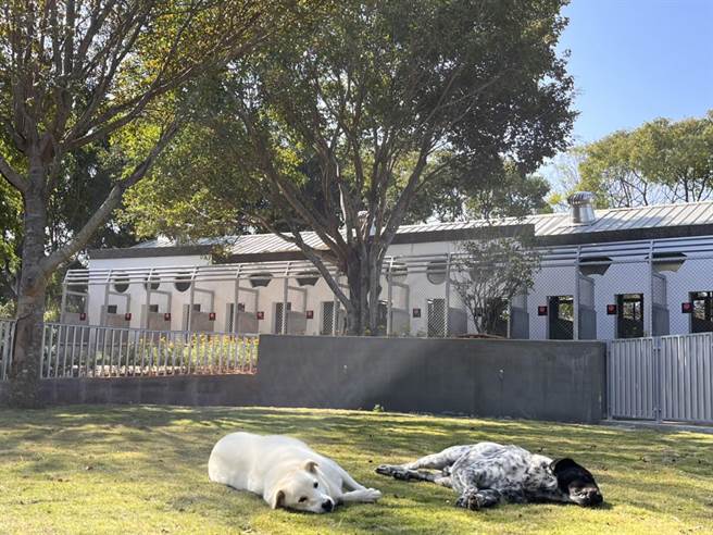 動物之家南屯園區建造出符合動物福利、觀光休閒及建築美學的園區，揮別過去動物收容負面形象。（台中市農業局提供／王文吉台中傳真）