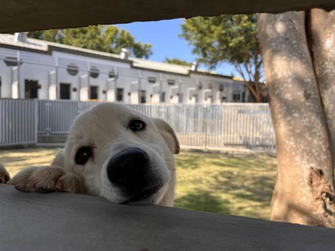 動物之家南屯園區建造出符合動物福利、觀光休閒及建築美學的園區，揮別過去動物收容負面形象。（台中市農業局提供／王文吉台中傳真）