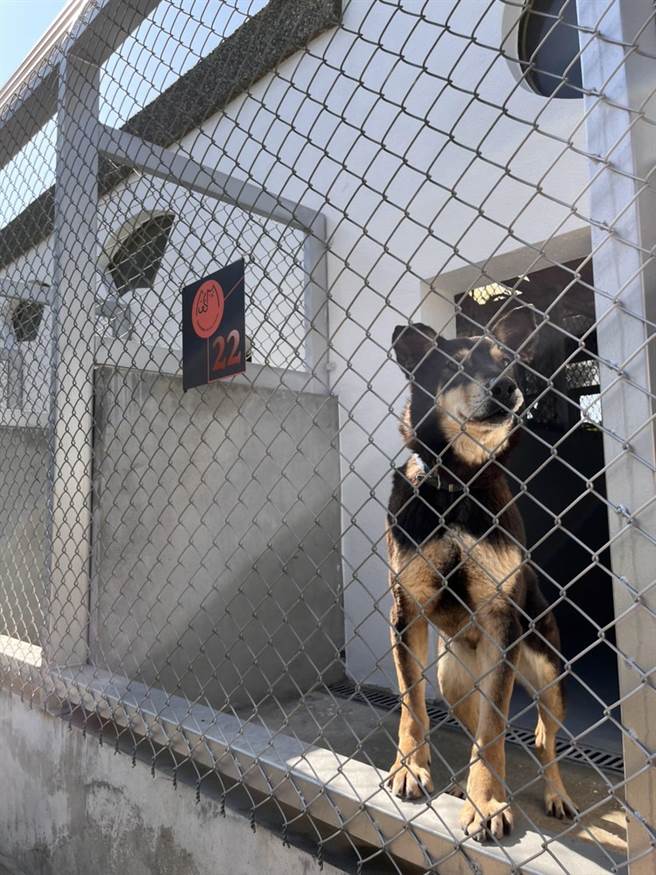 台中市動物之家南屯園區第一期整修工程將原有籠舍向外推展，讓陽光灑落每個收容空間。（台中市農業局提供／王文吉台中傳真）