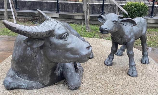 簡秀枝》母子牛《反哺》愛憶無限！（愛傳媒提供）