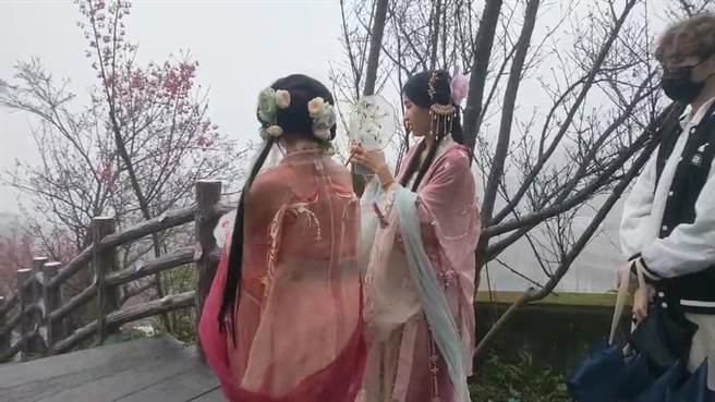 苗栗县狮潭乡协云宫樱花已近盛开，有越南华侨美女特别穿上古装前来赏花打卡。（读者提供／谢明俊苗栗传真）