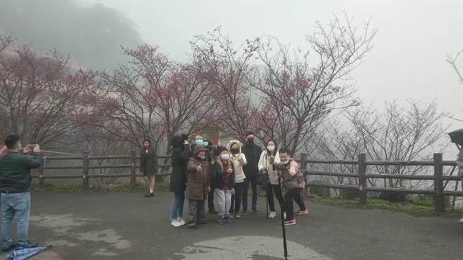 苗栗县狮潭乡协云宫樱花季，今年人潮大不如前。（读者提供／谢明俊苗栗传真）