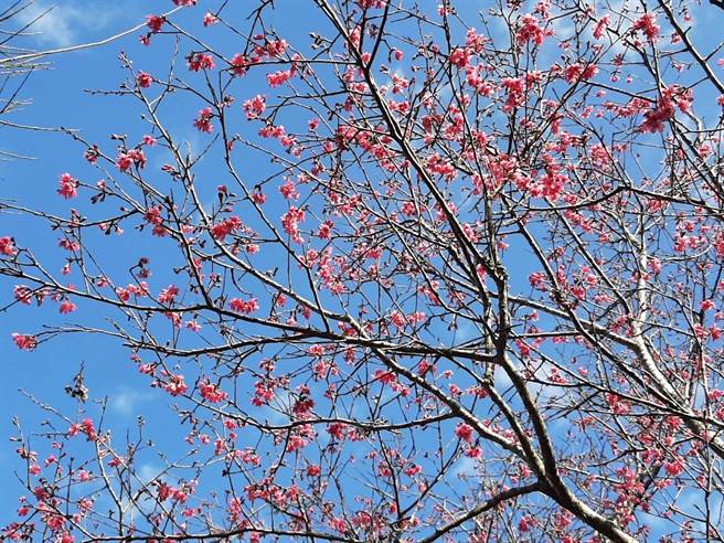 台南楠西梅峰古道的山樱花陆续绽放，美不胜收。（许鸿文提供／张毓翎台南传真）