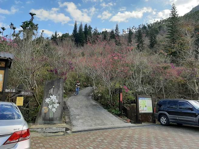 梅岭风景区发展协会总干事许鸿文在梅峰古道种植山樱花、紫牡丹和杜鹃等花卉。（许鸿文提供／张毓翎台南传真）