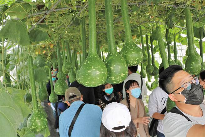 不畏疫情，屏东热带农业博览会开幕至大年初四，入园人次破60万。（谢佳潾摄）