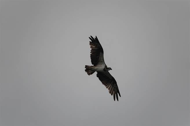 新店灣潭魚鷹展翅高飛。（新北市動保處提供）