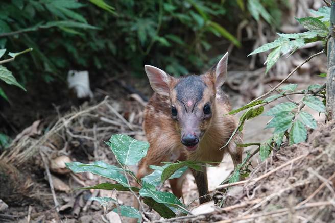 森林底層山羌出沒。（新北市動保處提供）