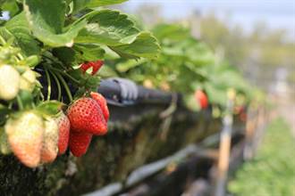 採草莓不漲價 善化草莓園春節連假湧人潮