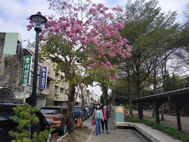 云林县北港镇南阳国小红花风铃木盛开，「花王」报春。（张朝欣摄）