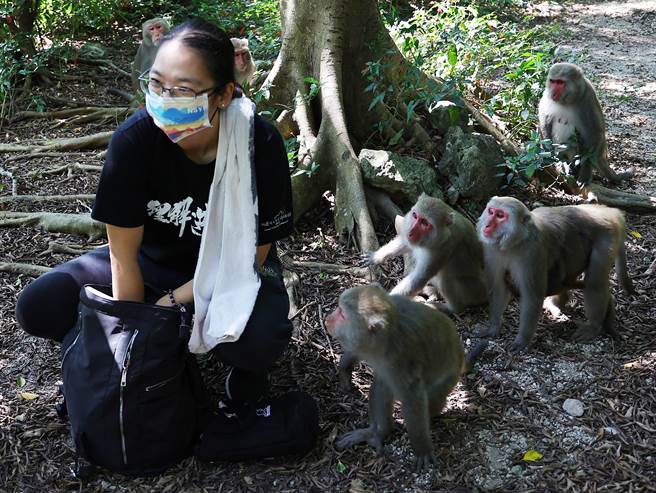 林美吟很反对民眾用「抢」来形容猕猴的觅食行为，事实上台湾猕猴已经被游客训练成一听到有塑胶袋的声音，就以为是食物来了的本能反应，几只「猴」视耽耽的猕猴看着她的随身背包，准备拿走里面的食物。（季志翔摄）