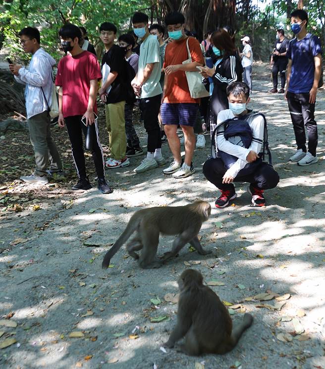 2010年开始，林美吟发起寿山的猕猴导览团，带领民眾上山近距离观察台湾猕猴的真正的模样，并且透过猕猴之间的社交习性观察，真实地走进猴群中去理解牠们。(季志翔摄)