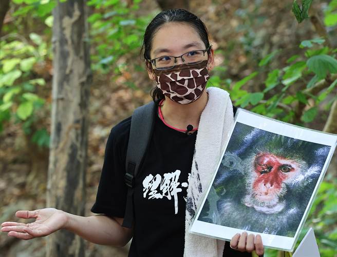2010年开始，林美吟发起寿山的猕猴导览团，带领民眾上山近距离观察台湾猕猴的真正的模样，并且透过猕猴之间的社交习性观察，真实地走进猴群中去理解牠们。(季志翔摄)