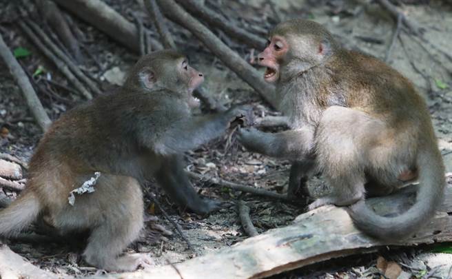 因寿山无时无刻都会有游人往来游憩，民眾带上山的食物，稍有不慎食物就被猕猴拿走吃掉，人猴衝突事件频传。(季志翔摄)