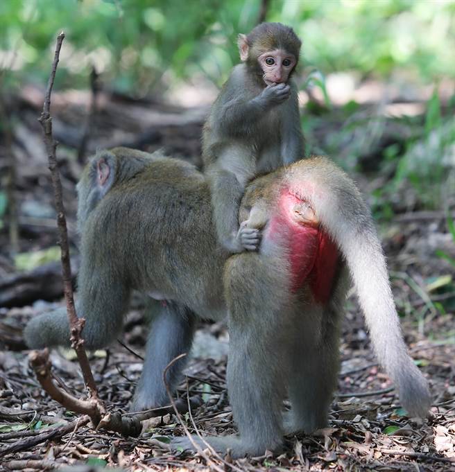 在寿山可以近距离地观察台湾猕猴的一举一动。(季志翔摄)