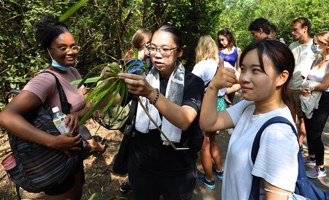 林美吟带团导览猕猴，也带民眾品尝猕猴的食物「银合欢」。(季志翔摄)