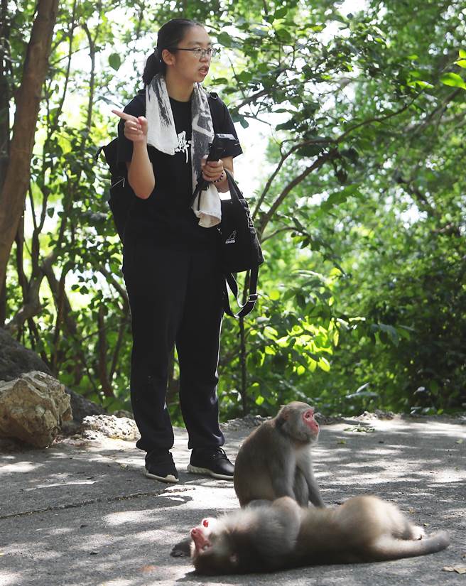 2010年开始，林美吟发起寿山的猕猴导览团，带领民眾上山近距离观察台湾猕猴的真正的模样，并且透过猕猴之间的社交习性观察，真实地走进猴群中去理解牠们。(季志翔摄)