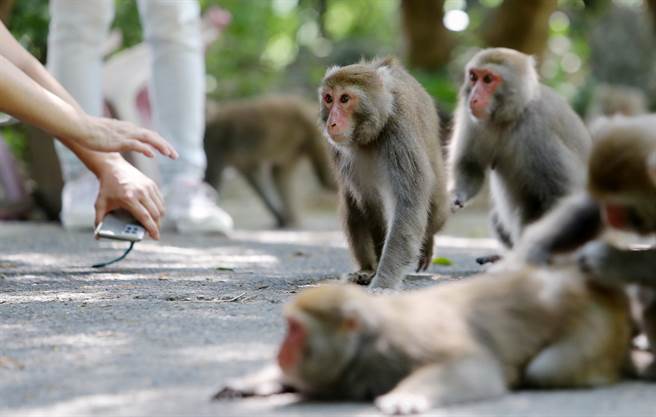 30年前国防部逐渐解除军事管制后，寿山便成为高雄市民假日登山、休閒的热门去处，造成栖息在山上的台湾猕猴与人类的接触就日渐频繁。（季志翔摄）