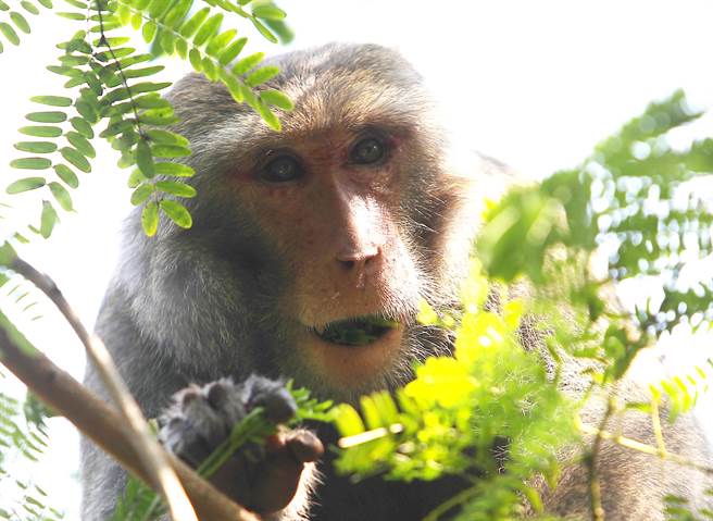 30年前国防部逐渐解除军事管制后，寿山便成为高雄市民假日登山、休閒的热门去处，造成栖息在山上的台湾猕猴与人类的接触就日渐频繁。（季志翔摄）