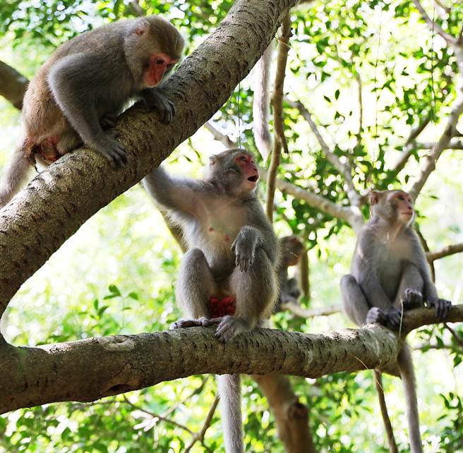 30年前国防部逐渐解除军事管制后，寿山便成为高雄市民假日登山、休閒的热门去处，造成栖息在山上的台湾猕猴与人类的接触就日渐频繁。（季志翔摄）