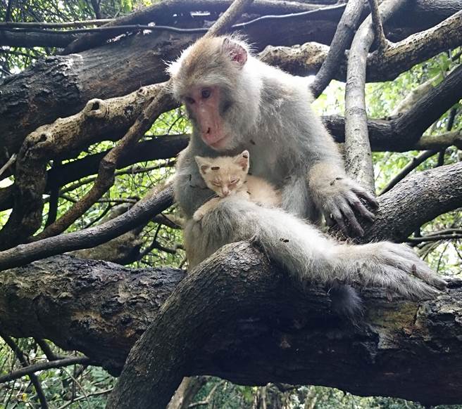 林美吟印象最深刻的就是猴子抱猫事件—就是刚出生没多久的幼猫被台湾猕猴当成自己的骨肉养育，当猫咪和猴子结合在一起的时候，「或许会有很多人会去关注这事件的后续发展，或许因为这个事情会让更多人愿意来理解猕猴是什么样的动物」，不过「说心酸也是很心酸！」林美吟很感慨的表示：「因为流浪猫跟猕猴，猕猴是被讨厌，流浪猫是因为人类弃养造成的，牠们二个都不需要为人类造成的错误而负责，可是牠们却承担了最不幸的后果，被人类骂，或者是在山上死亡！」。（林美吟提供）