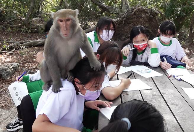 一只正值青春期、好动的猕猴在女学生群中爬进爬出引起一阵小小的骚动。(季志翔摄)