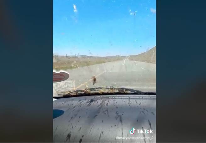 南非1名女子開車行經科爾斯伯格鎮時，突然出現大量蚱蜢撞向擋風玻璃，讓她嚇壞了。（圖／翻攝自抖音 marykesteenkamp_2）