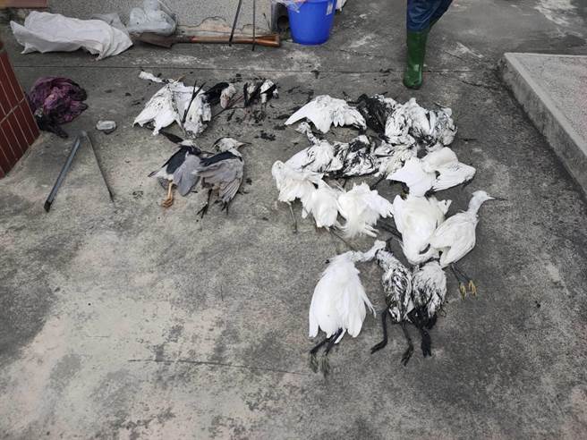 七股鱼塭发现30多只鸟尸，台南鸟会与台南市农业局先将鸟尸捡回处理。（台南鸟会提供／刘秀芬台南传真）