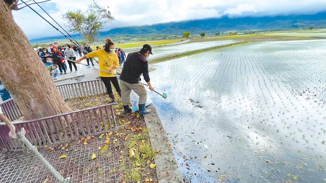 台东县池上乡知名景点伯朗大道游客多，掉落田间的废弃口罩也随之增加，清洁人员忙着清理掉落田里的口罩。（蔡旻妤摄）