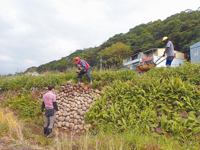 桃园市龟山区枫树里有农家仍保存传统石头驳坎为稻田挡水，农户黄晓君日前整修驳坎，也传承保育观念。（黄晓君提供／赖佑维桃园传真）