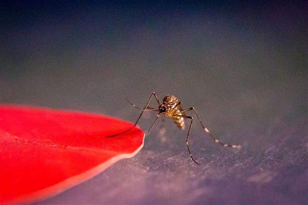 蚊子喜好黑、红、橙、黄、青色，对绿、蓝、紫、白色比较不感兴趣。图/华盛顿大学(photo:ChinaTimes)