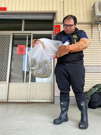中市消防員不再支援 委外捕蜂捉蛇最快2小時收工