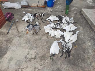 台南七股魚塭30多隻鳥暴斃