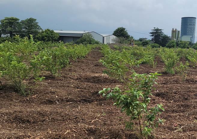 废弃木屑铺设农地，可抑制杂草丛生，让土壤的透气性较好。（台中市环保局提供／王文吉台中传真）