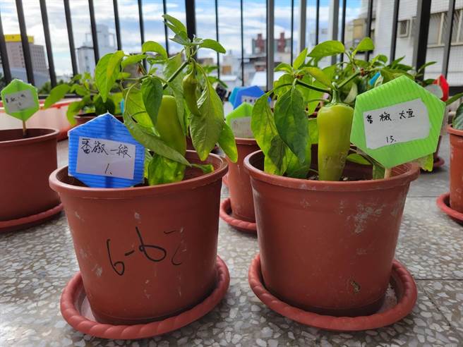 台东宝桑国中获选「与太空旅行种子相遇」认养，学生半年前种下甜椒及红藜种子，并进行栽种比较，研究结果发现，太空种子不但可以在地球的土地生长，且存活率高。 （蔡旻妤摄）