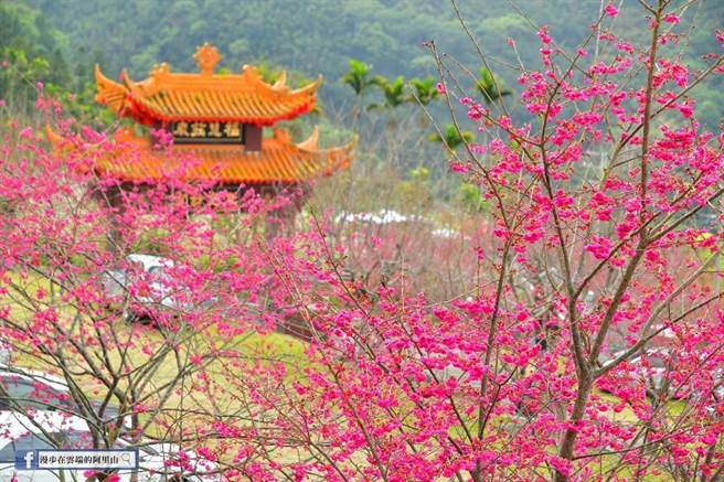 嘉义县番路乡公田弥陀禅寺的重瓣绯寒樱盛开。（黄源明提供／张亦惠嘉县传真）