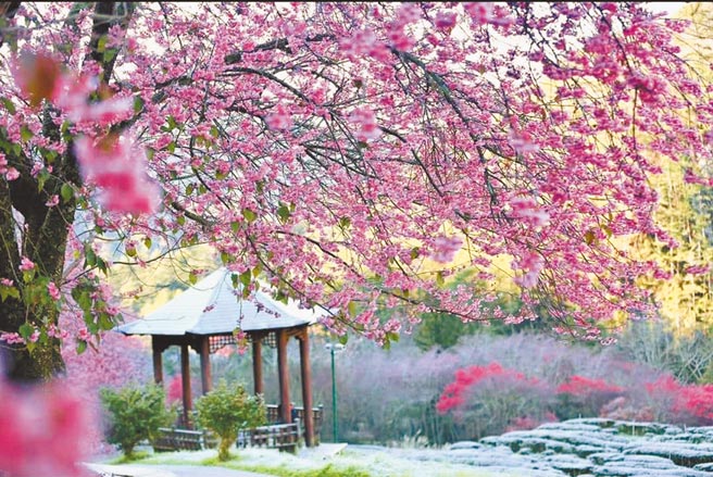 武陵农场「先头樱」绽放，尤以南谷樱花开炸最为壮观。（武陵农场提供／王文吉台中传真）