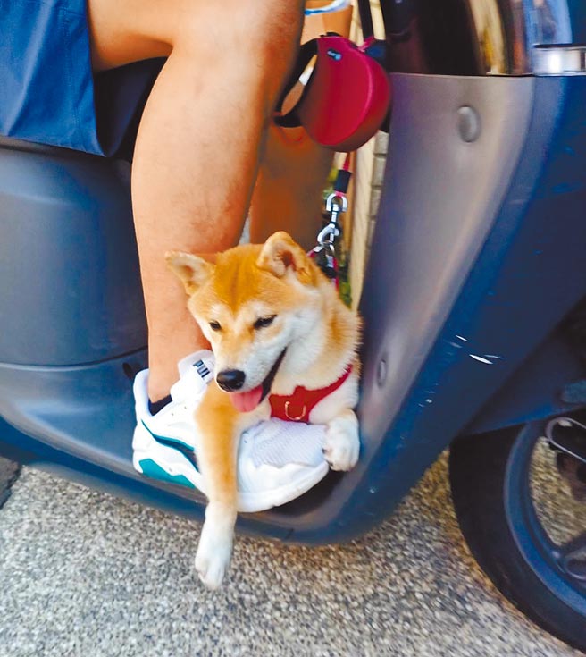 饲主骑机车带宠物外出，常有毛小孩跳车乱窜酿交通事故意外，警方呼吁民眾骑车携行宠物要使用提笼。（台北市警察局交通大队提供／张立勋台北传真）