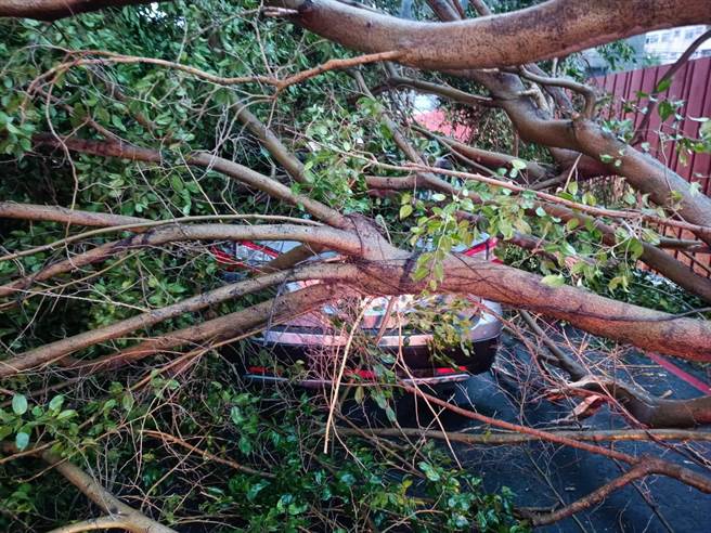 新北市新庄路树遭强风吹倒，砸中路过轿车。（翻摄画面）