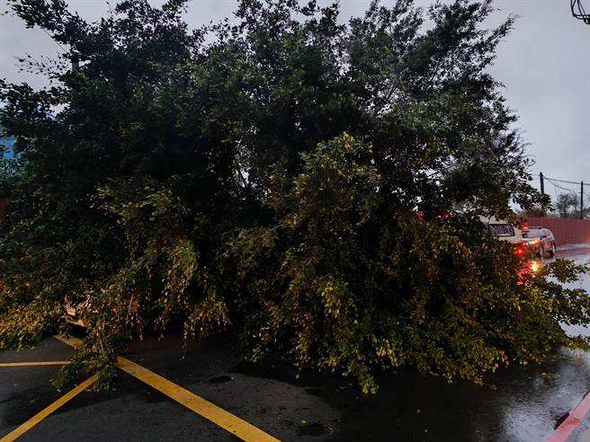 新北市新庄大型路树遭吹倒，路过轿车可说惨遭「活埋」。（翻摄画面）