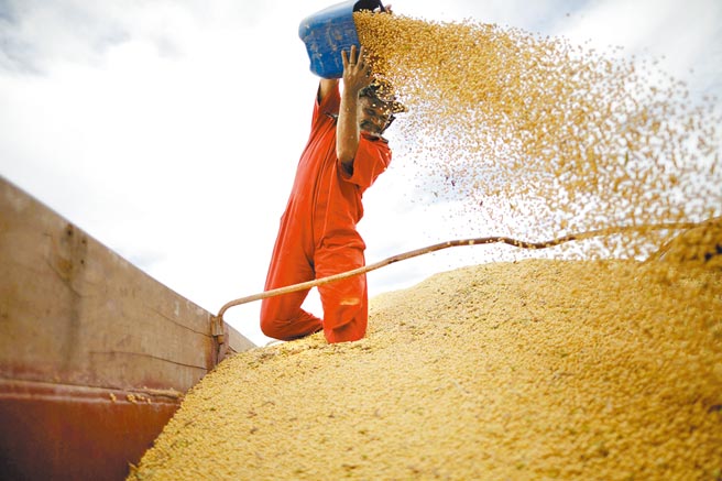 行政院昨日宣布，即日起至4月30日止，免徵进口玉米、黄豆、小麦营业税。（路透）