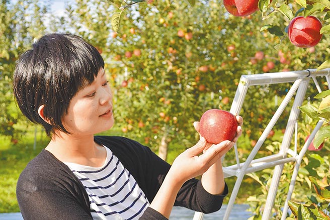 外傳日本福島食品將在3月前解禁，黨政人士也透露開放「勢在必行」。圖為日本福島栽種的蘋果。（摘自日本福島縣觀光物產交流協會網站）
