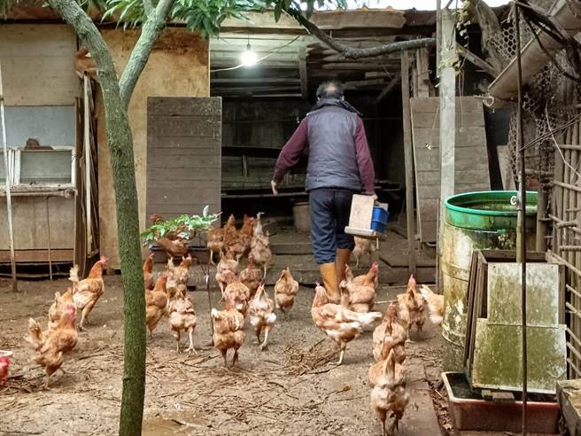 年逾8旬的「齿仔伯」饲养近200只母鸡。（陈淑娥摄）