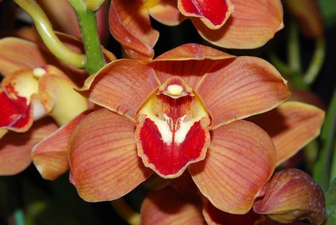 （台农1号大吉大利。图／农试所提供）