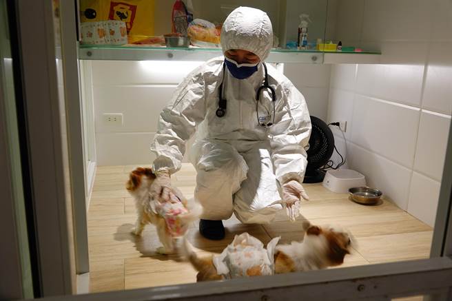 动保处兽医师穿着防护衣替毛宝贝检查。（新北市动保处提供）