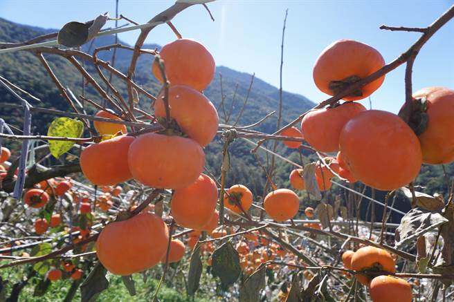「富市台中」新年賀年花牆將以甜柿等水果配合花卉打造，展現台中農民的祝福。（本報資料照片） 
