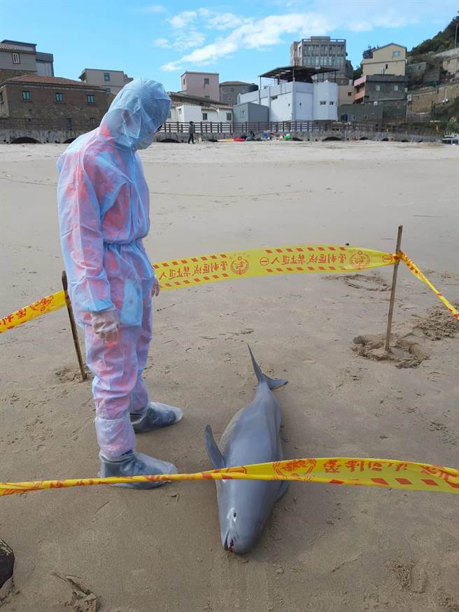 海巡署金馬澎分署第一○（馬祖）岸巡隊線上巡邏組人員於今（8日）上午9時許，於南竿復興灘岸發現1隻死亡海豚。（海巡署金馬澎分署提供）