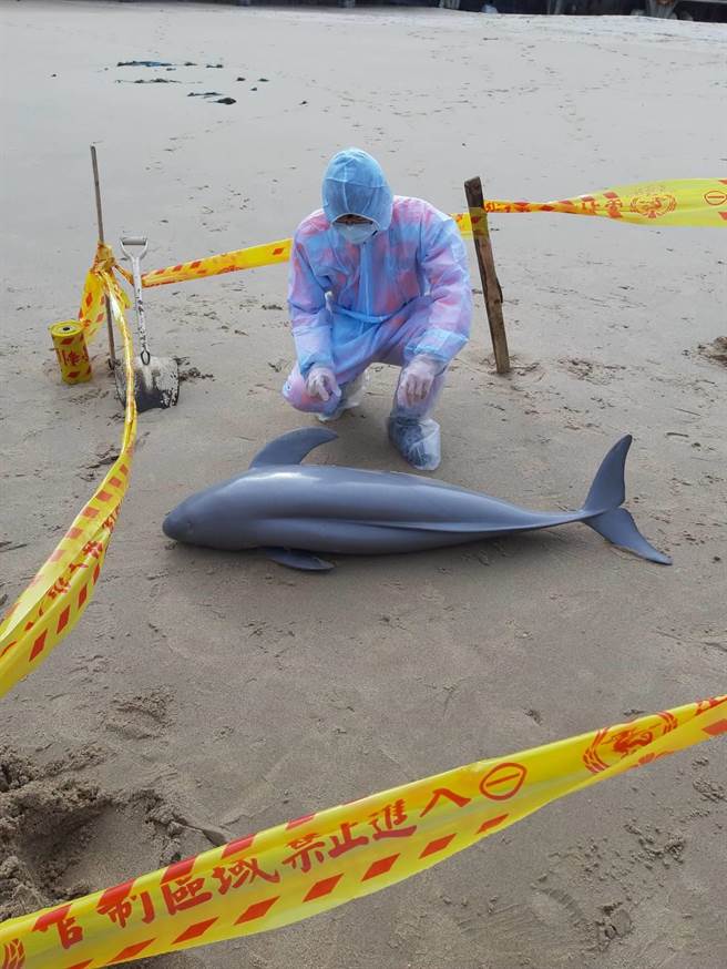 海巡署金馬澎分署第一○（馬祖）岸巡隊線上巡邏組人員於今（8日）上午9時許，於南竿復興灘岸發現1隻死亡海豚。（海巡署金馬澎分署提供）