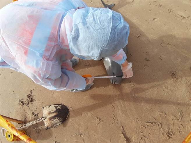 海巡署金馬澎分署第一○（馬祖）岸巡隊線上巡邏組人員於今（8日）上午9時許，於南竿復興灘岸發現1隻死亡海豚。（海巡署金馬澎分署提供）