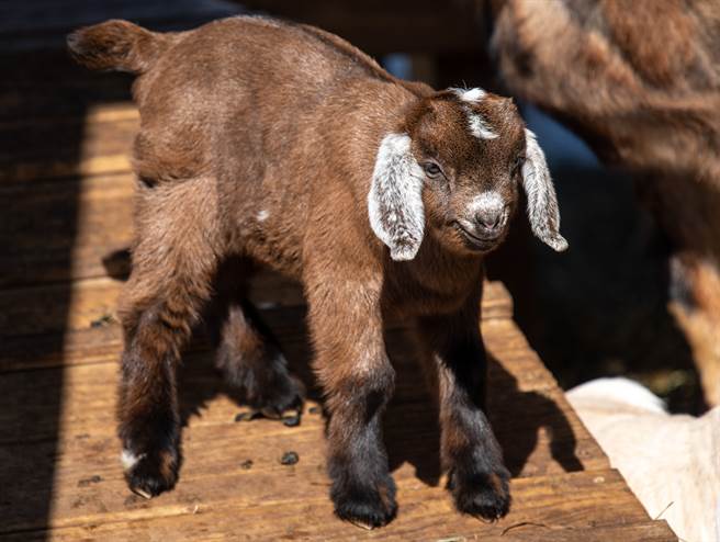 土耳其一只新生山羊长相十分奇特，额头竟长有一颗巨型独眼。(示意图/达志影像)